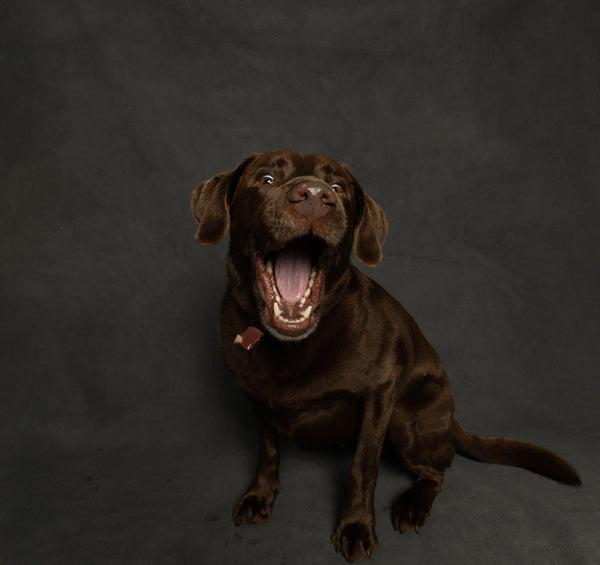 Is Chocolate Really That Dangerous for Dogs? - The Big Pet Shop