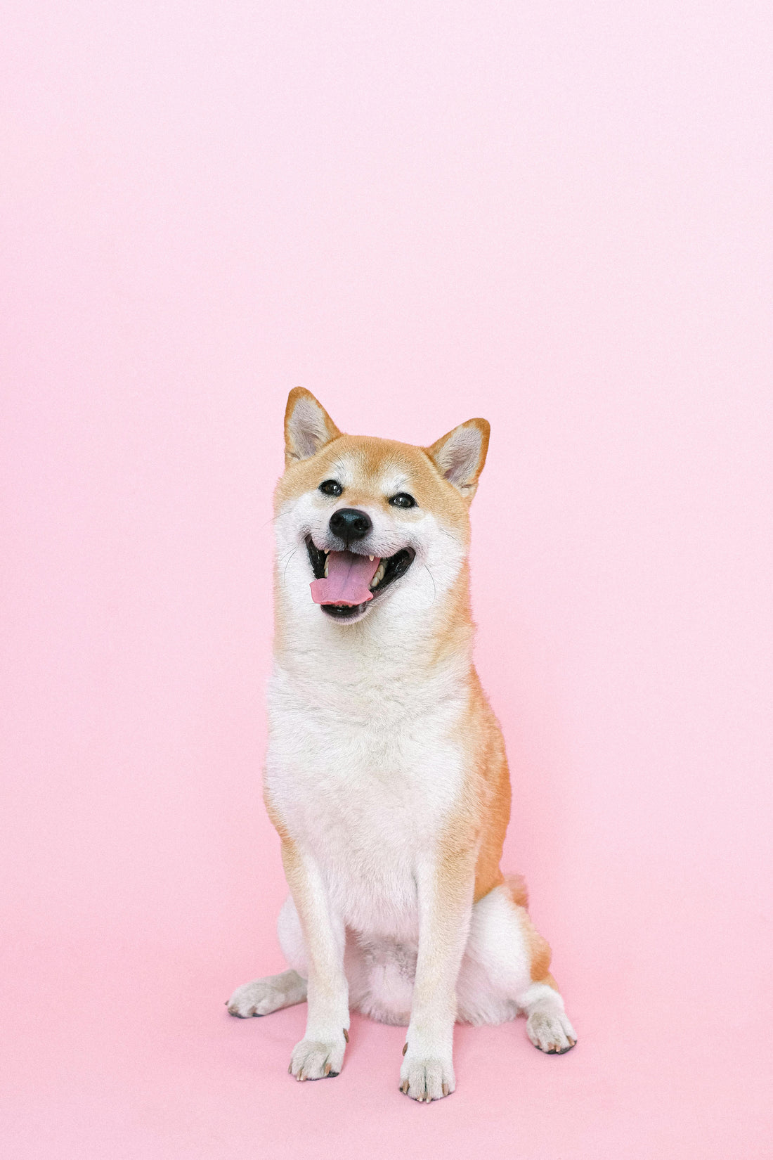 The Sanctuary Blueprint: Engineering a Home for the Modern Canine - The Big Pet Shop