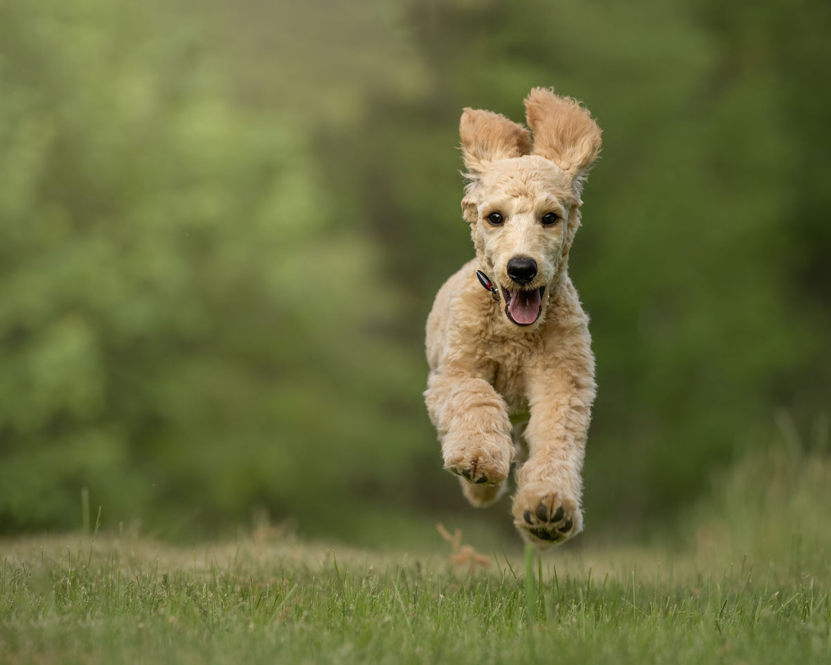 How to Improve Recall in a Distracted Dog - The Big Pet Shop