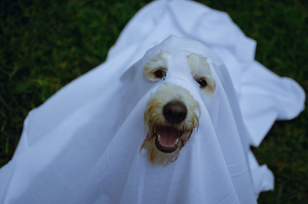 Trick or Treat Safety: Keeping Dogs Calm on Halloween Night - The Big Pet Shop