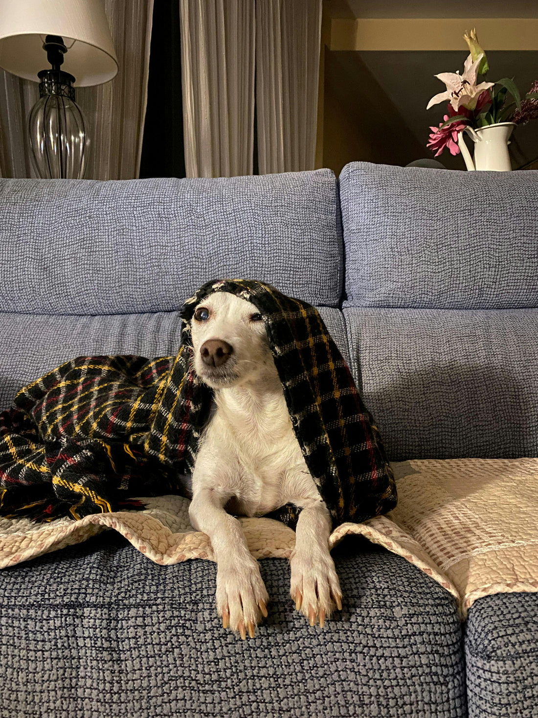 Should Dogs Sleep With Blankets? The Complete Science-Backed Guide - The Big Pet Shop