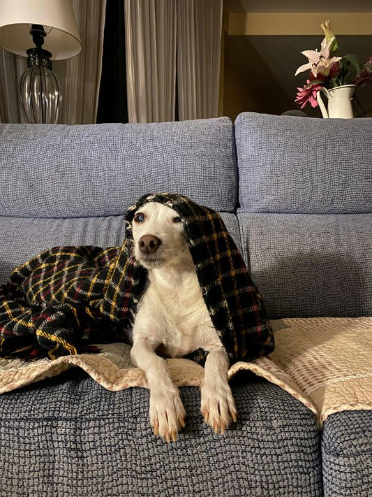 Should Dogs Sleep With Blankets? The Complete Science-Backed Guide - The Big Pet Shop