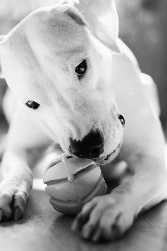 Dog Toys That Actually Last for Aggressive Chewers — The Complete 2026 Guide - The Big Pet Shop
