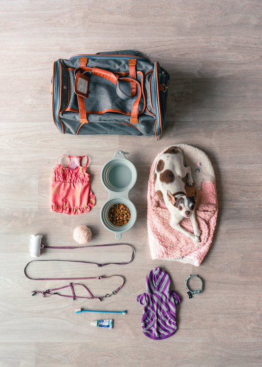 Essential Items for Dog Owners in the UK — The Complete 2026 Guide - The Big Pet Shop
