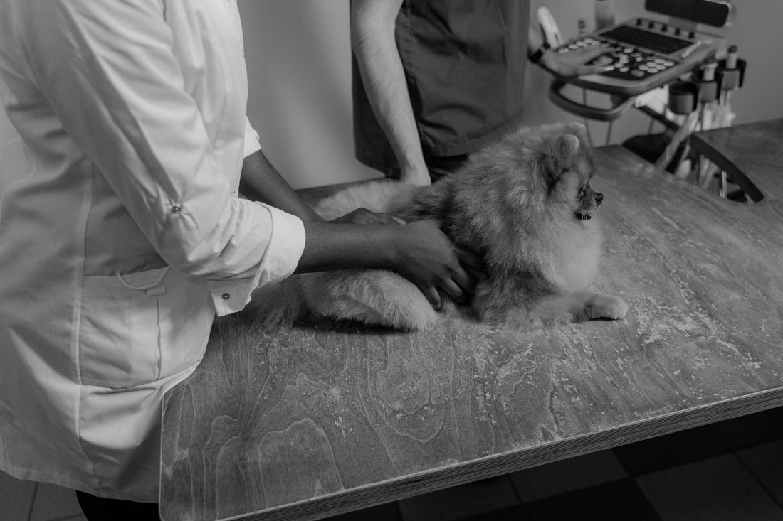 Beyond the Cushion: Why Your Pet Needs a Medical-Grade Sanctuary - The Big Pet Shop