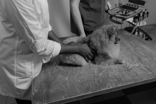 Beyond the Cushion: Why Your Pet Needs a Medical-Grade Sanctuary - The Big Pet Shop