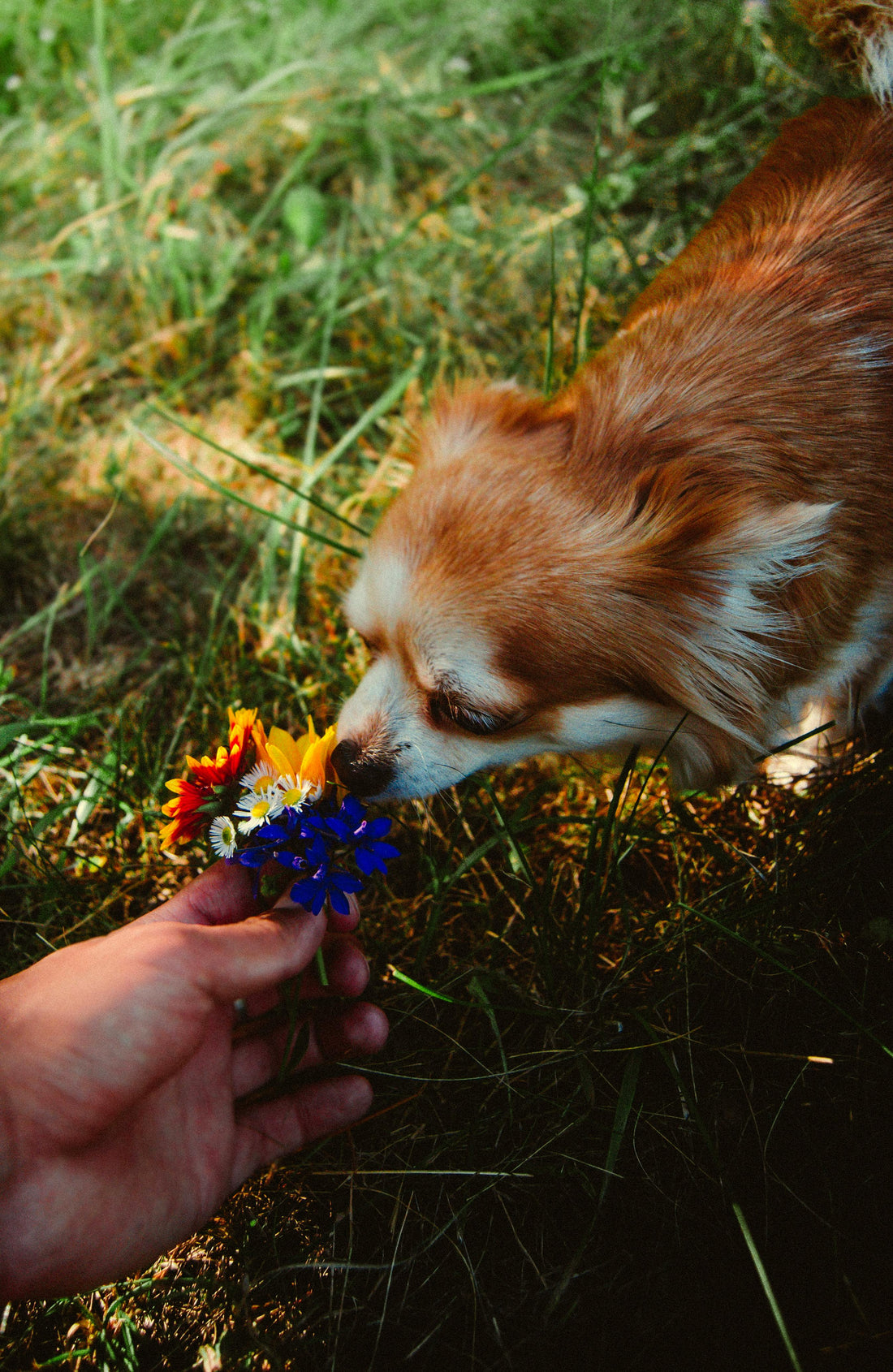 What Dogs Smell on Walks — The Fascinating Science Explained - The Big Pet Shop