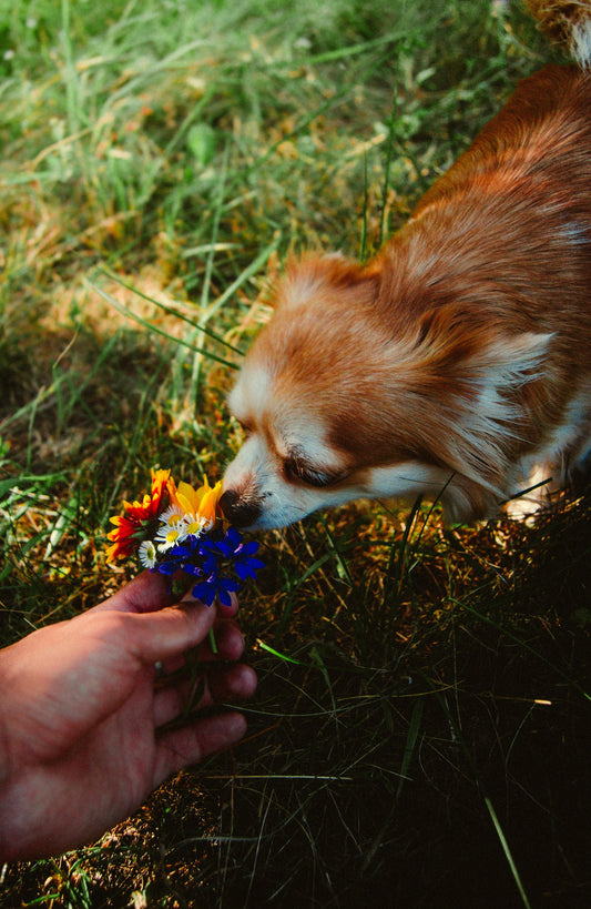 What Dogs Smell on Walks — The Fascinating Science Explained - The Big Pet Shop
