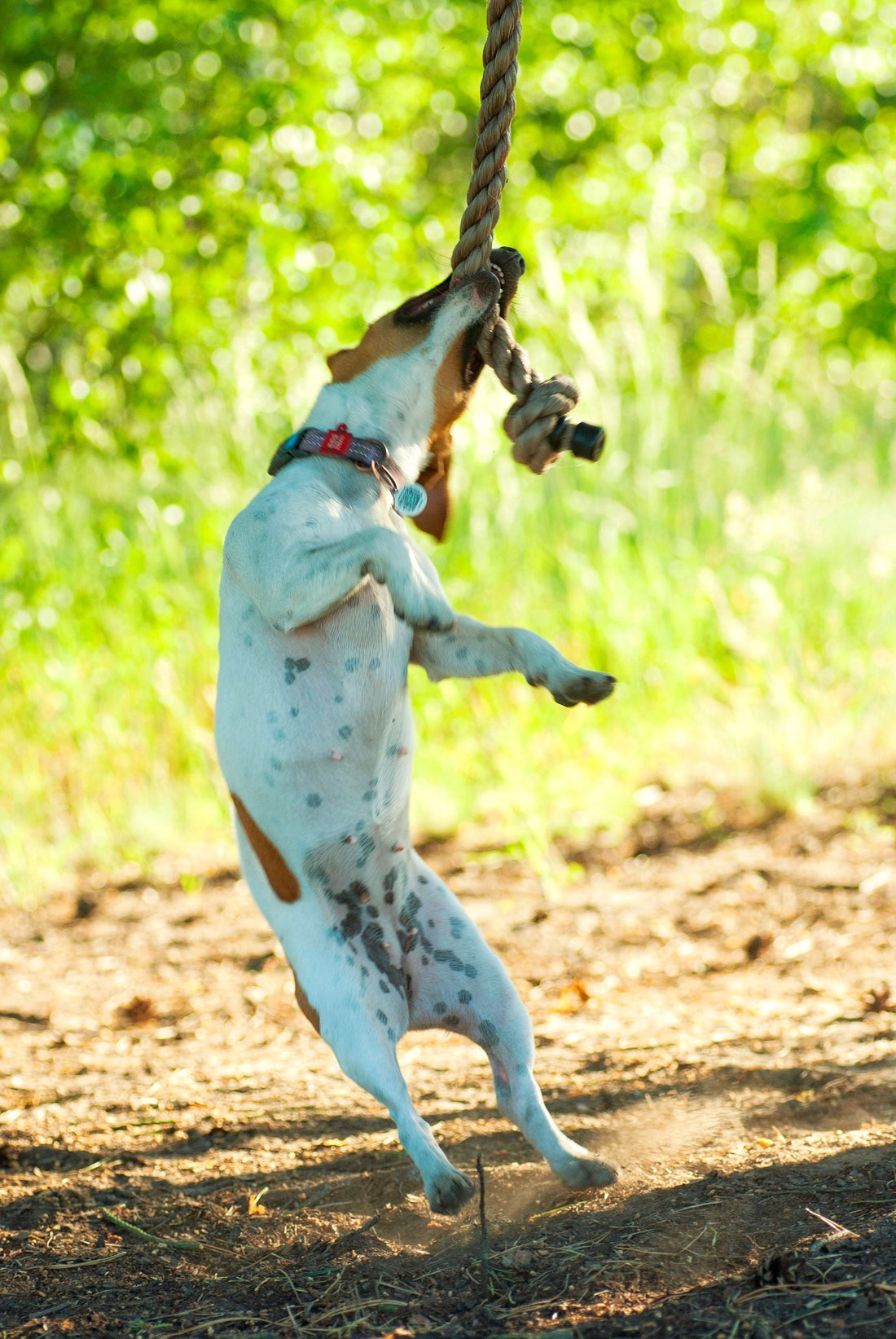 Are Rope Toys Safe for Dogs? The Complete Veterinary Guide - The Big Pet Shop