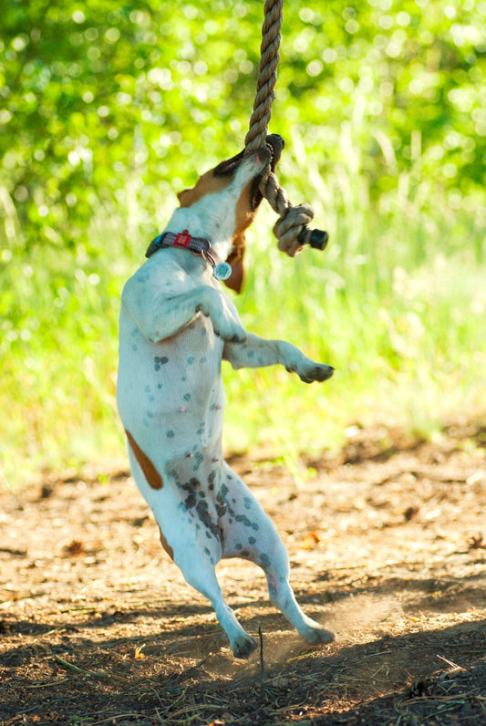 Are Rope Toys Safe for Dogs? The Complete Veterinary Guide - The Big Pet Shop