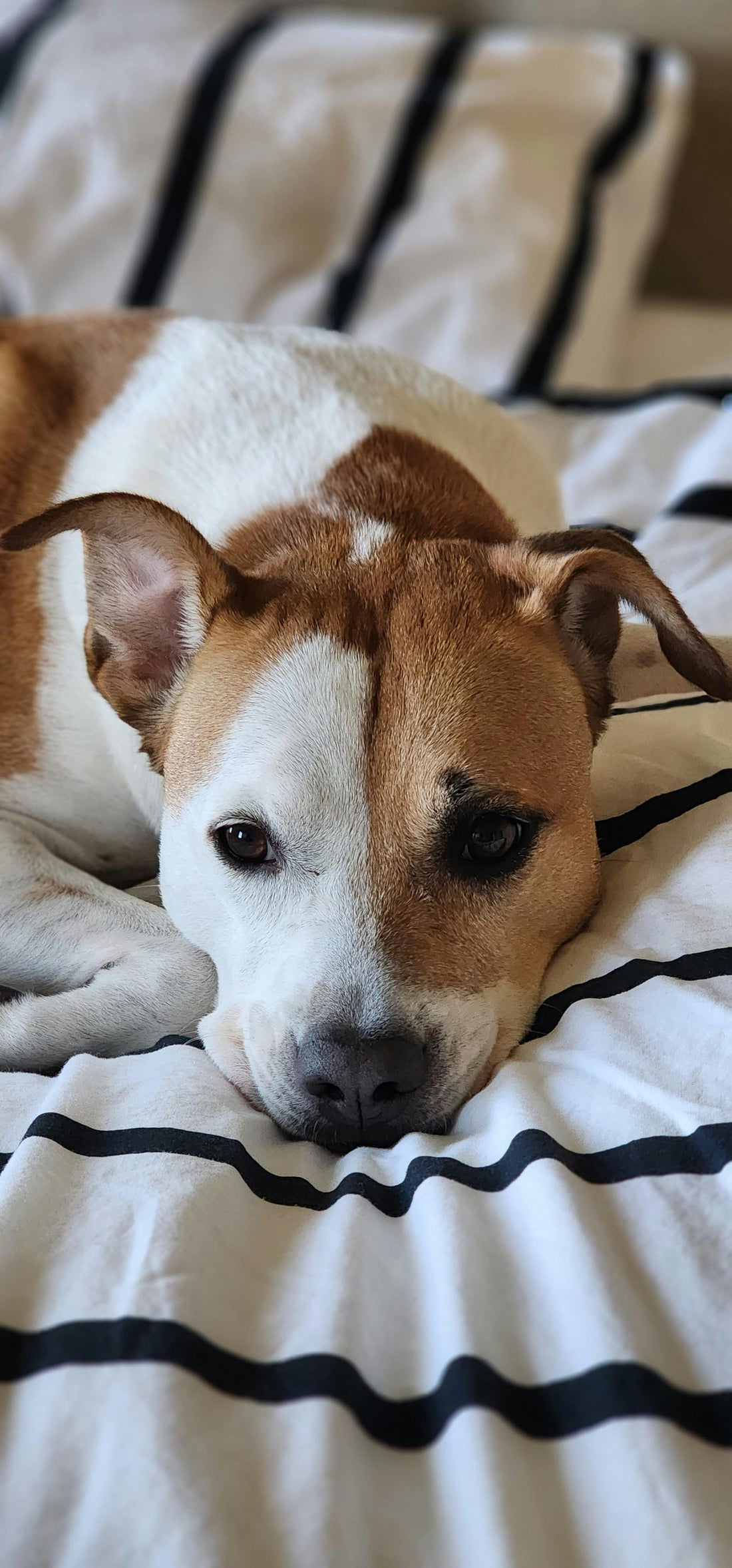 Should Dogs Have a Bed in Every Room? The Honest Answer - The Big Pet Shop