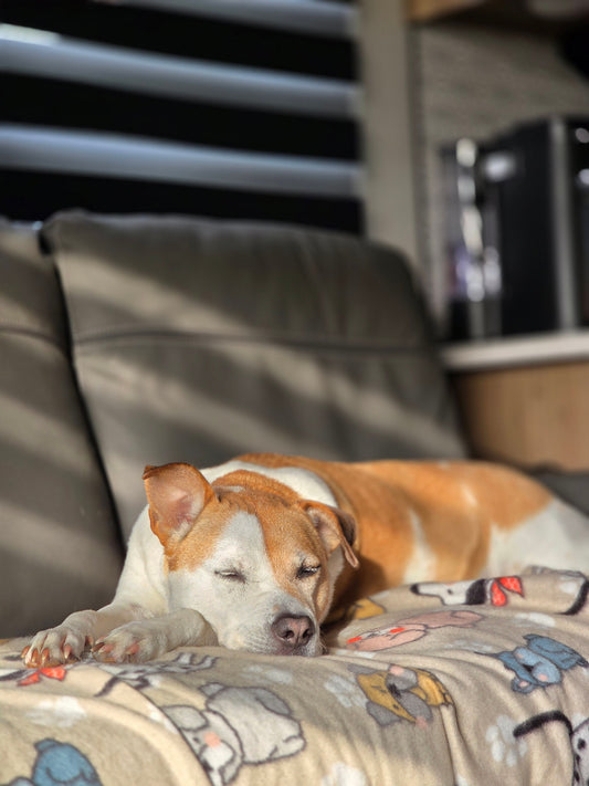 How to Create a Quiet Sleep Environment for Dogs — The Complete Guide - The Big Pet Shop