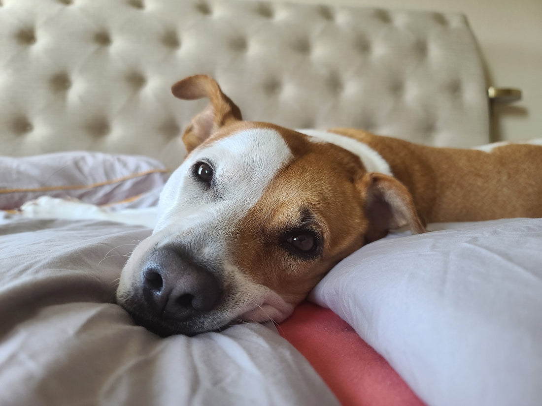 A brown-and-white dog lies comfortably on a bed, resting its head on a soft pillow while looking calmly toward the camera.