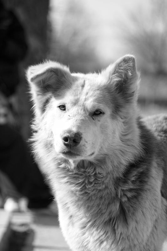 How to Build a Comfortable Routine for Pets — The Science-Backed Complete Guide - The Big Pet Shop