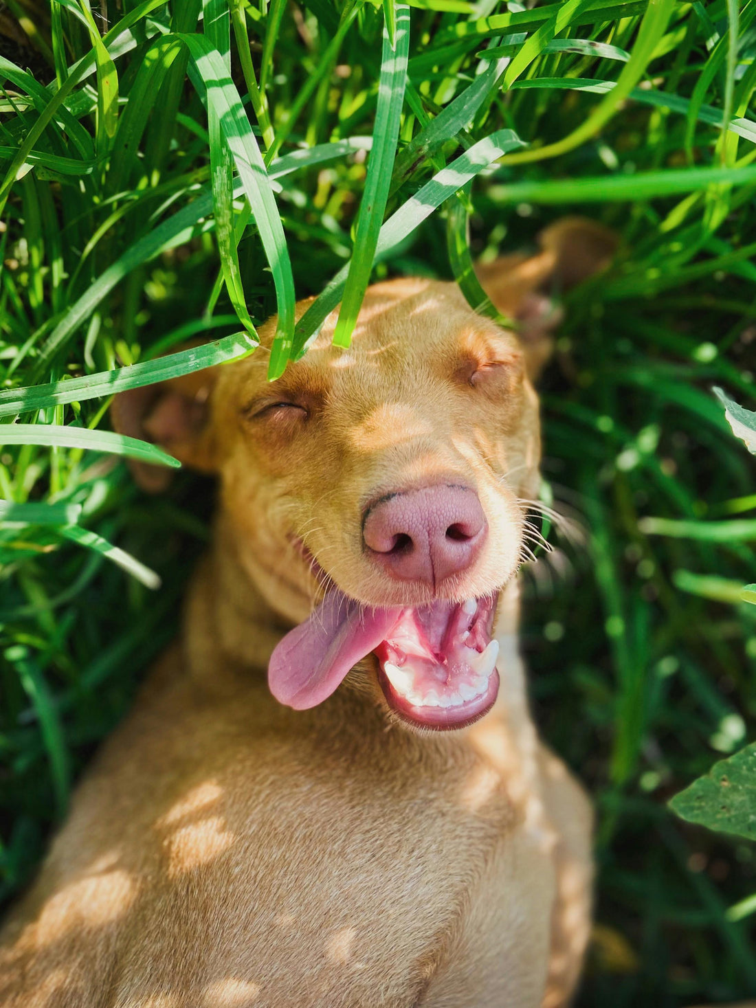 What Makes a Dog Feel Secure at Home — The Science Explained - The Big Pet Shop