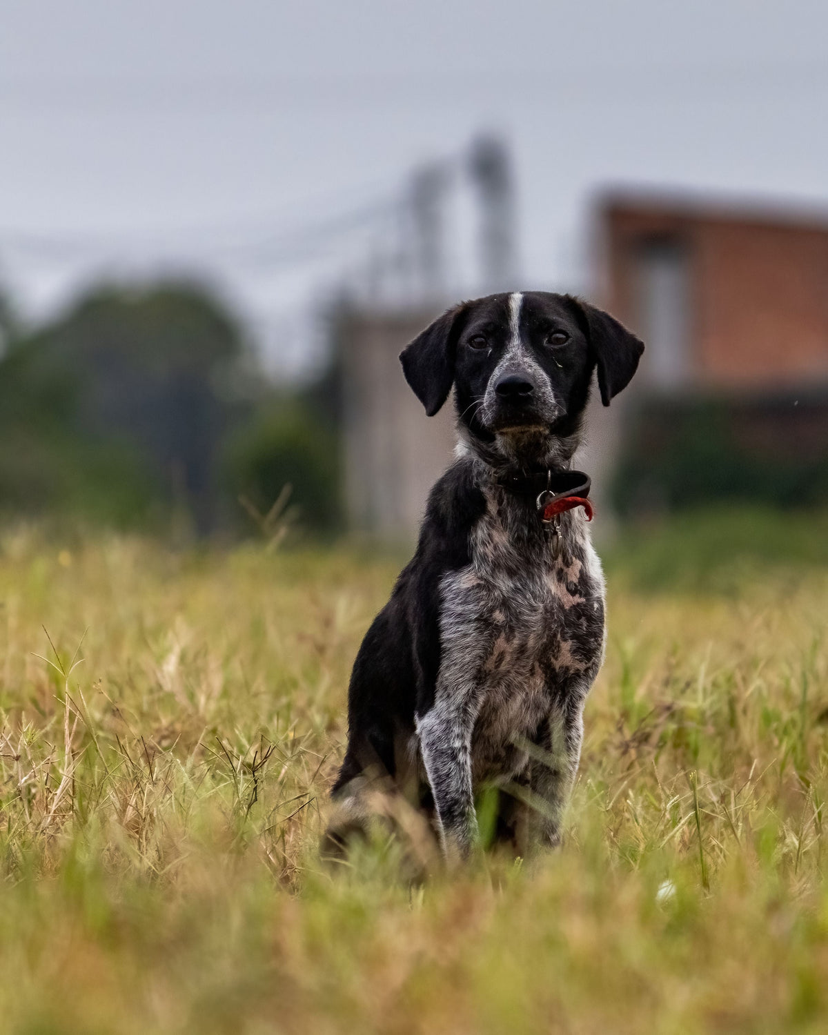 Dog Walking Tips for Rural Areas — The Complete UK Safety Guide - The Big Pet Shop