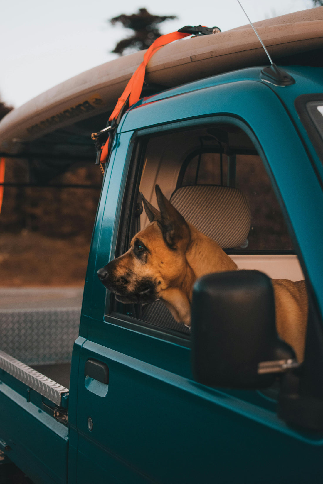How to Prepare Your Dog for a Long Journey — The Complete Science Guide - The Big Pet Shop
