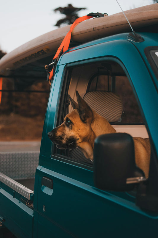 How to Prepare Your Dog for a Long Journey — The Complete Science Guide - The Big Pet Shop