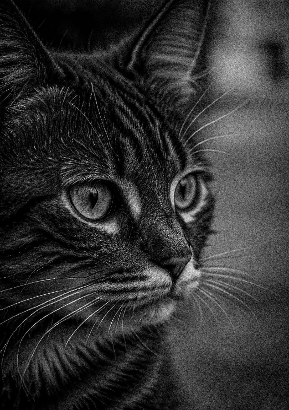How to Help Cats Feel Safe at Night — The Complete Science Guide - The Big Pet Shop