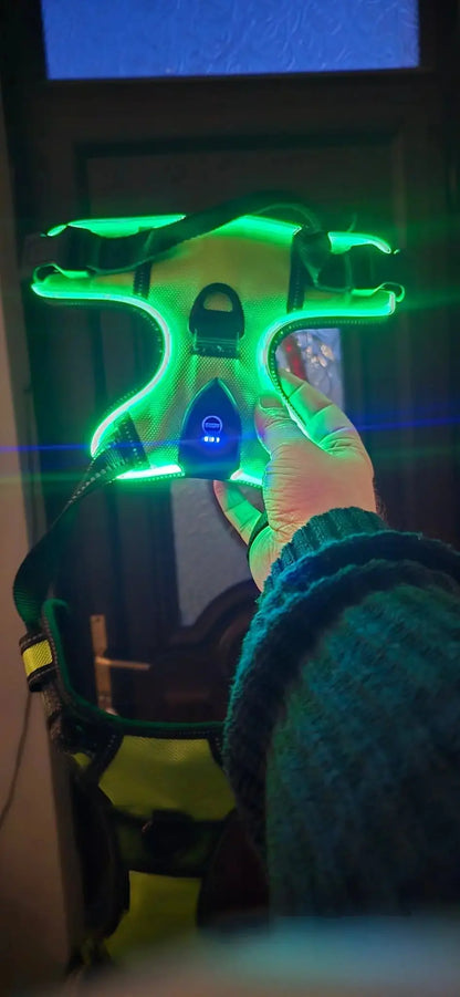 Glow Bright Dog Harness – Keep Your Dog Visible & Safe on Night Walks - The Big Pet Shop