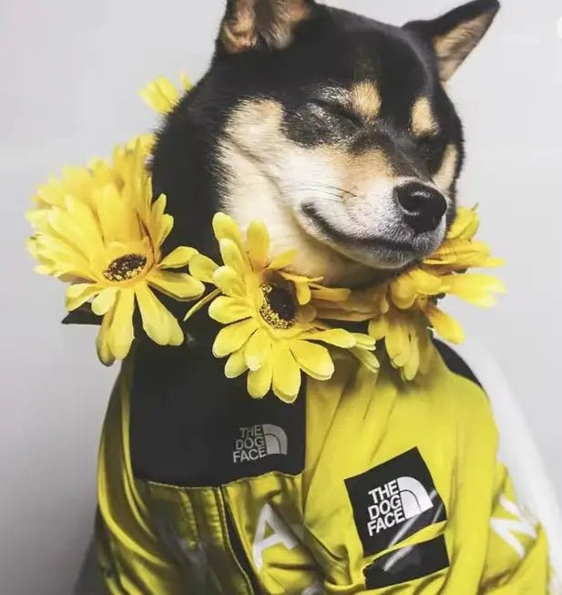The Dorset Explorer Storm - Breaker Bundle – Waterproof Dog Jacket + FREE Reflective Lead - The Big Pet Shop