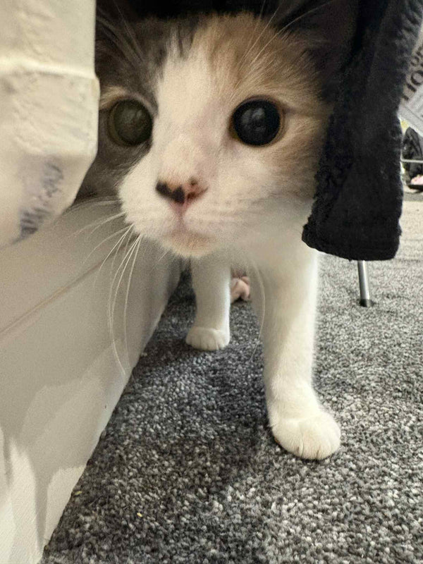 Bella