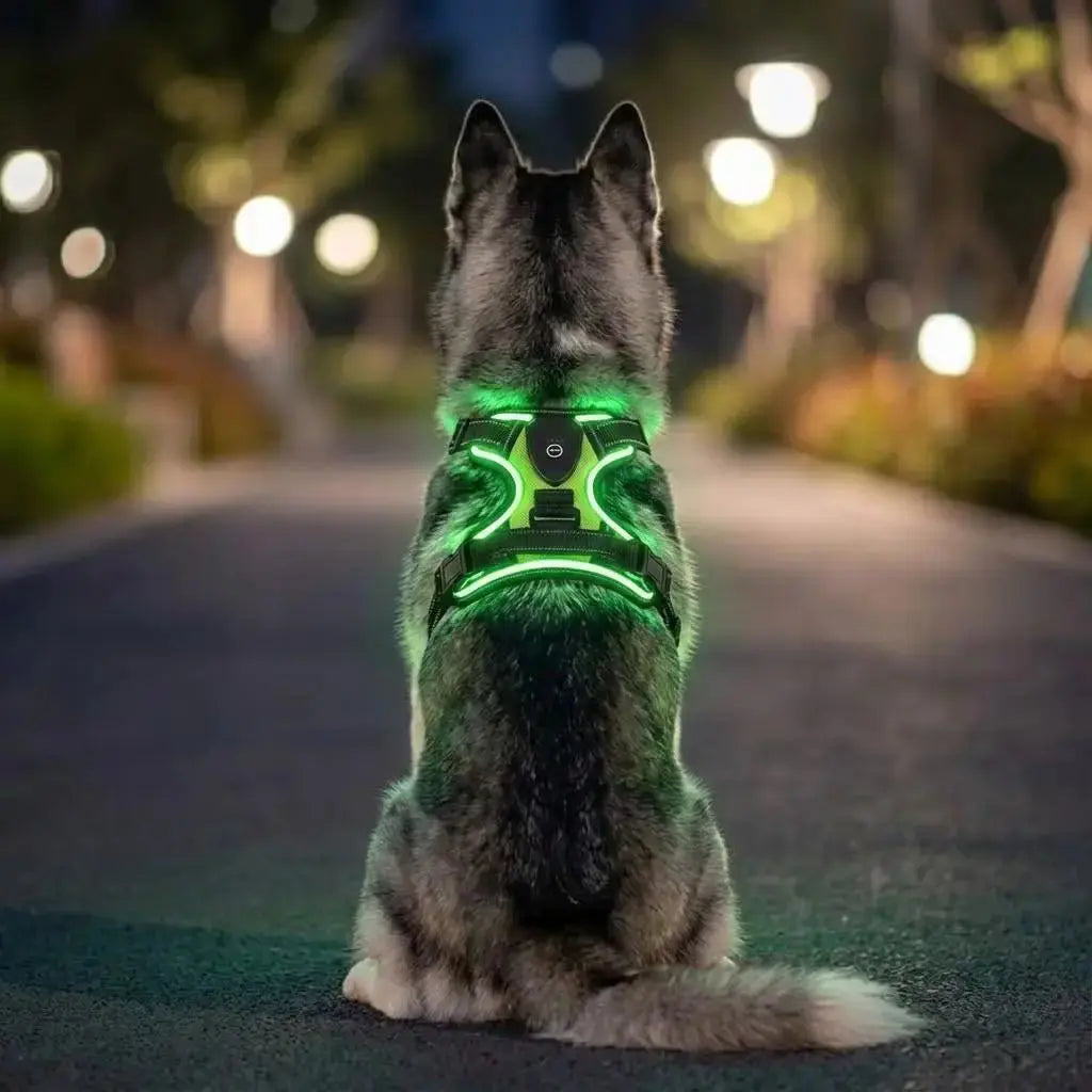 Glow Bright Dog Harness – Keep Your Dog Visible & Safe on Night Walks The Big Pet Shop