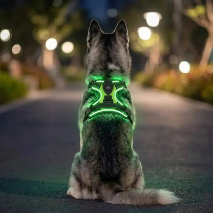 Glow Bright Dog Harness – Keep Your Dog Visible & Safe on Night Walks The Big Pet Shop