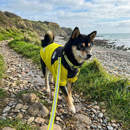The Dorset Explorer™ Storm - Breaker Bundle – Waterproof Dog Jacket + FREE Reflective Lead - The Big Pet Shop