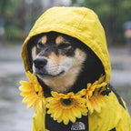 The Dorset Explorer Storm-Breaker Dog Coat - The Big Pet Shop