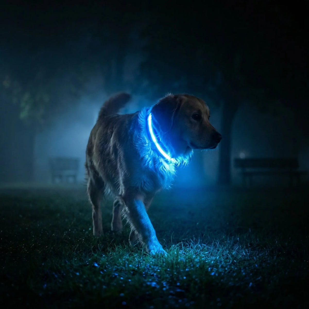 The Tactical Control Collar (Heavy Duty) + Free Lead Bundle - The Big Pet Shop