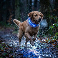 The Tactical Control Collar (Heavy Duty) + Free Lead Bundle - The Big Pet Shop