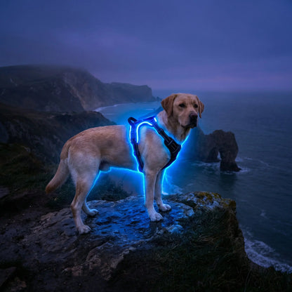 Glow Bright Dog Harness – Keep Your Dog Visible & Safe on Night Walks - The Big Pet Shop