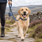 The Big Walk Set — Personalised Collar, Lead & Poop Bag Holder - The Big Pet Shop
