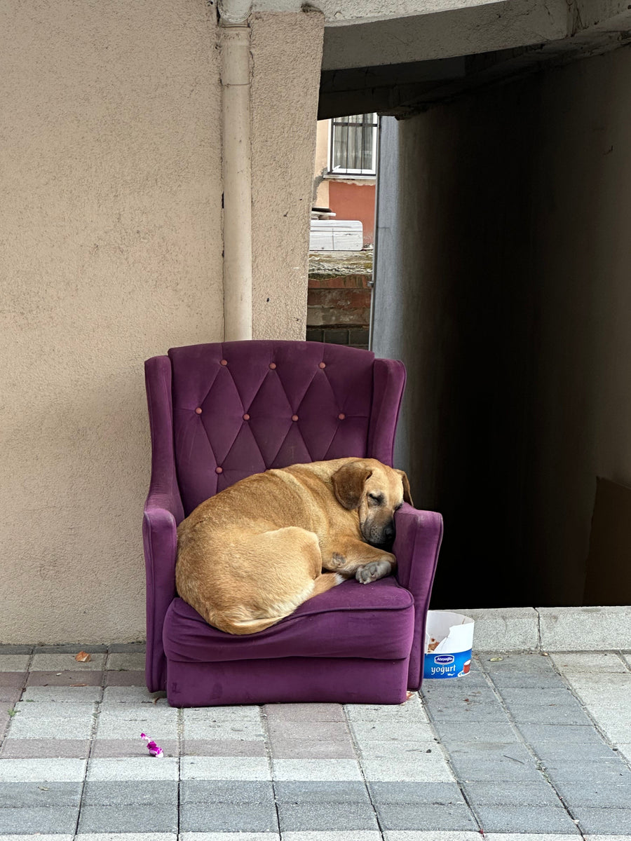 A dog resting in a calm corner of a British living room